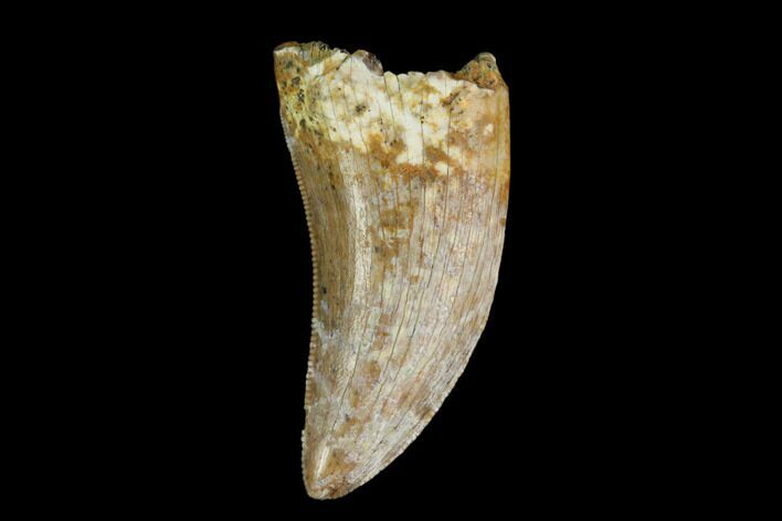 Serrated, Tyrannosaur Tooth - Judith River Formation #128512